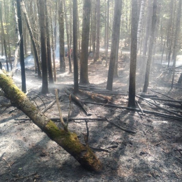 Old campfire ignites forest blaze