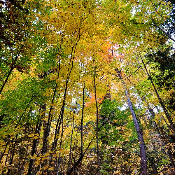 From MuskokaUnlimited.com: It's Fall Colours Time