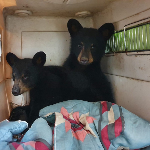 Aspen Valley Wildlife Sanctuary issue plea for funding after taking in orphaned bear cubs 