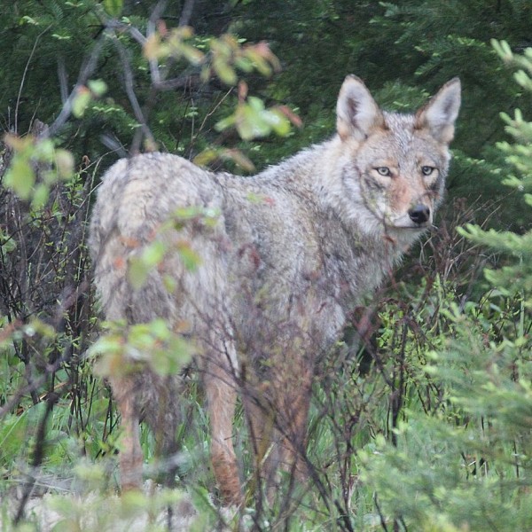 Eastern Wolf spotted in Lake of Bays